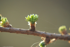 bomen#(20220321)ab bomen