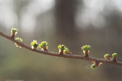 larix#(20220321)a bomen