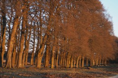 beuk#(20200322)a bomen