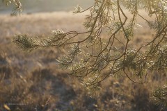 grove den#(20200322) bomen