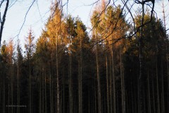 bomen#(20200322)b bomen