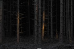 bomen#(20200322)c bomen