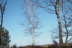 berk#(20220327) bomen