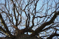 eik#(20220327) bomen