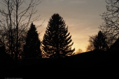 bomen#(20240327) bomen