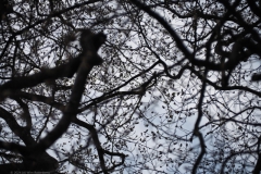 beuk#(20240408) bomen