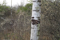 berk#(20220409) bomen