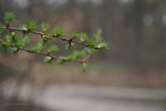 larix#(20210410)a bomen