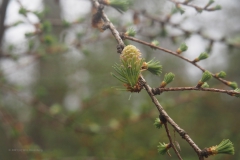 bomen#(20210410)b  bomen