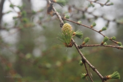 larix#(20210410)b  bomen