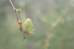 larix#(20210410)c bomen