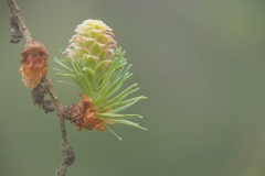 larix#(20210410)ca bomen