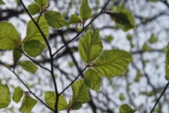 blad#(20240413)a bomen