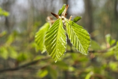 blad#(20240413)b bomen