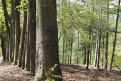 beuk#(20200425) bomen