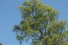 berk#(20200425) bomen