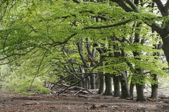 beuk#(20200425) bomen