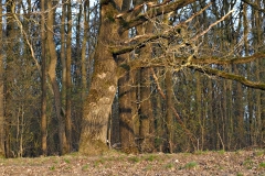 eik#(20210426)a bomen