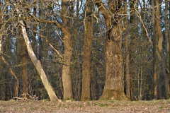 eik#(20210426)b bomen