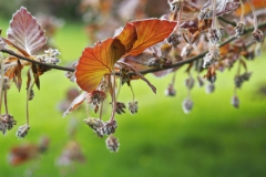 blad#(20240429)a bomen