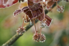 blad#(20240429)b bomen