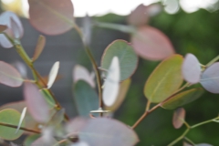 blad#(20240501) bomen