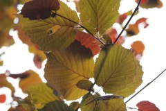 blad#(20200503) flora