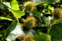 beukennoot#(20240512) bomen