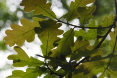 blad#(20220513) bomen