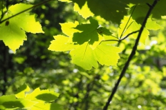 blad#(20230528) bomen