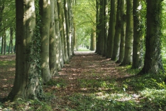 beuk#(20240607)b bomen