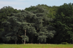 bomen#(20240607)a bomen
