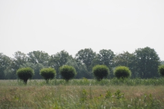 wilg#(20240607)c bomen
