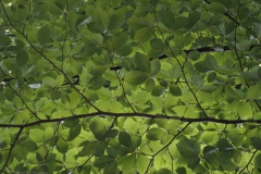 blad#(20210623) flora