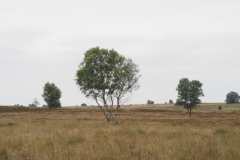 berk#(20240715) bomen