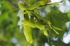 esdoorn#(20200814) bomen