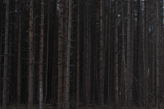 bomen#(20200816) bomen