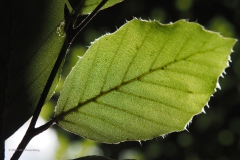 blad#(20200905)a bomen