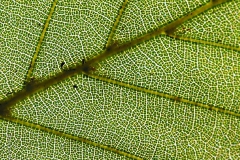 blad#(20200905)aa bomen