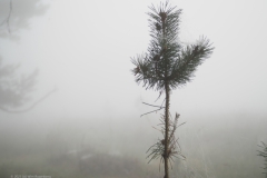 grove den#(20230909) bomen