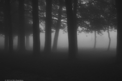 bomen#(20230909) bomen