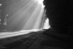 bomen#(20170910)a zw bomen