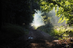 bomen#(20170910)b bomen