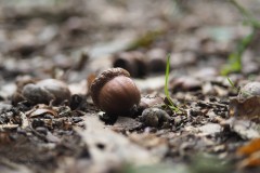 eikels#(20190927) bomen