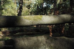 bomen#(20180929) bomen