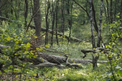 bomen#(20230930) bomen