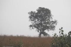 bomen#(20211010)a bomen