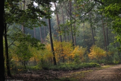 bomen#(20211010)a bomen