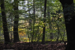 bomen#(20211010)c bomen
