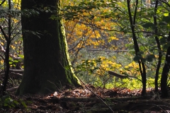 bomen#(20211010)ca bomen